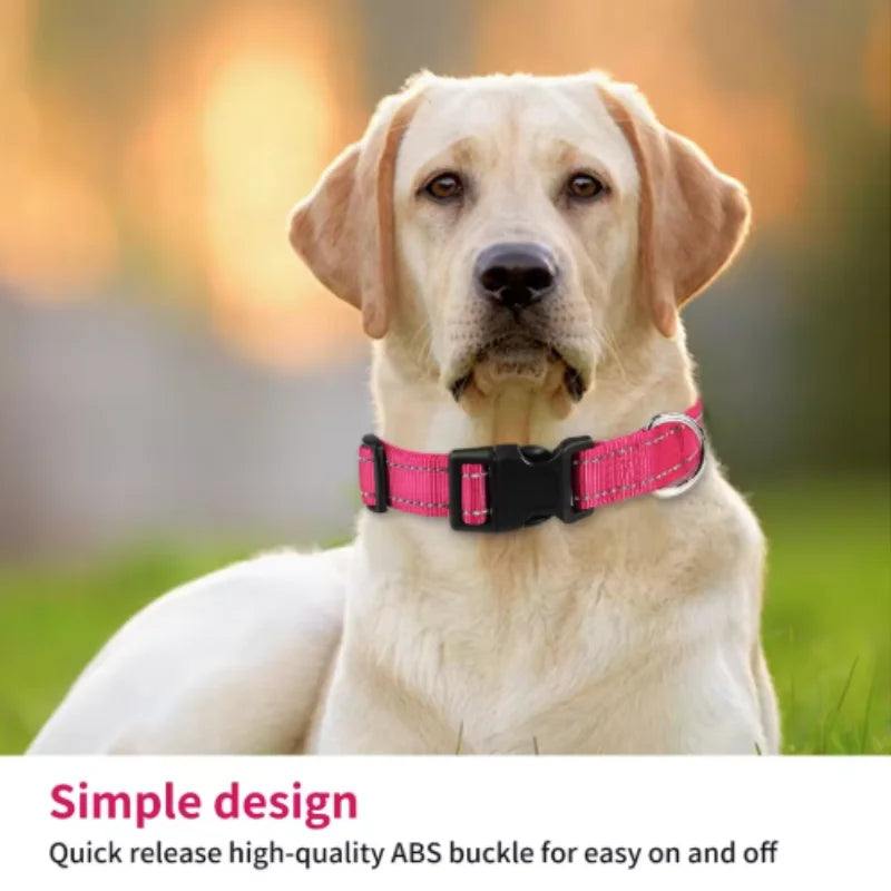 Collar Básico