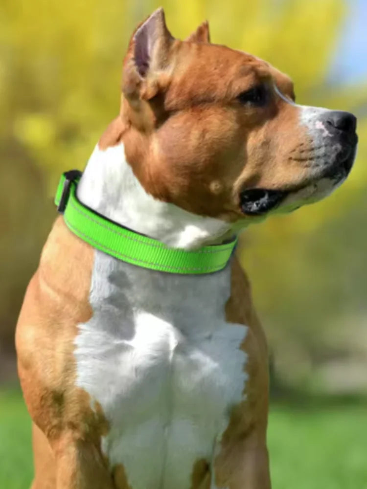 Collar Básico