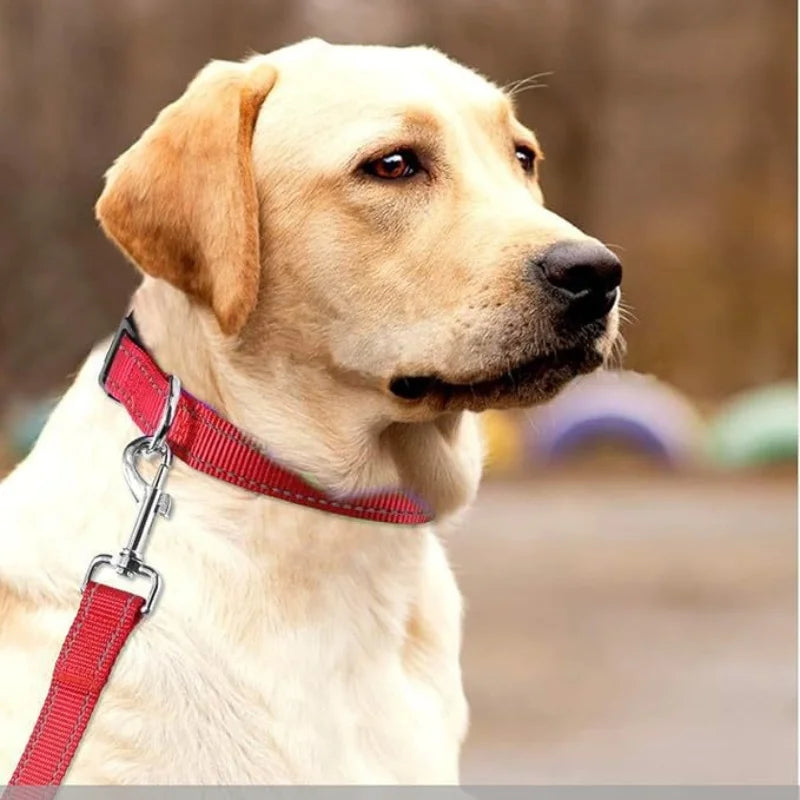 Collar Básico